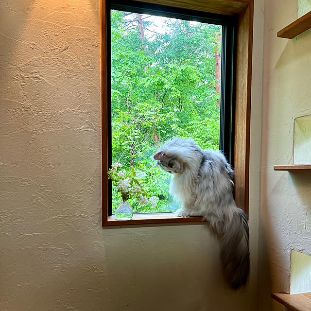 Kikko.さんの実例写真
