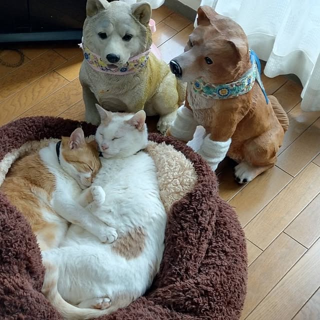 NOAHさんの部屋