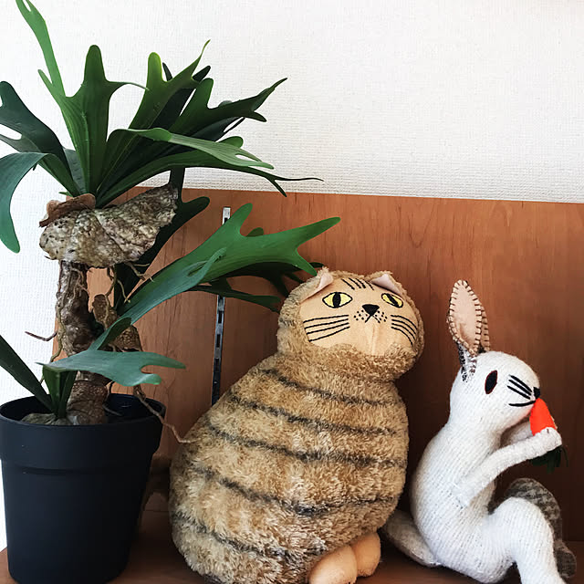 kotoさんの実例写真