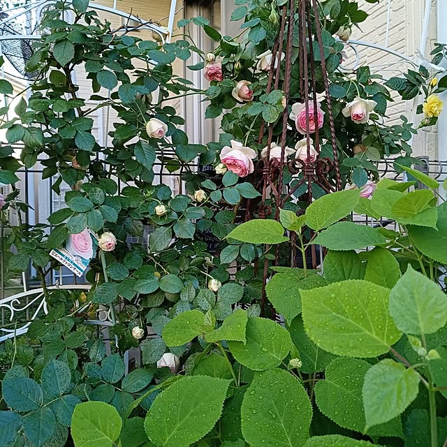 ryo.kotaさんの実例写真