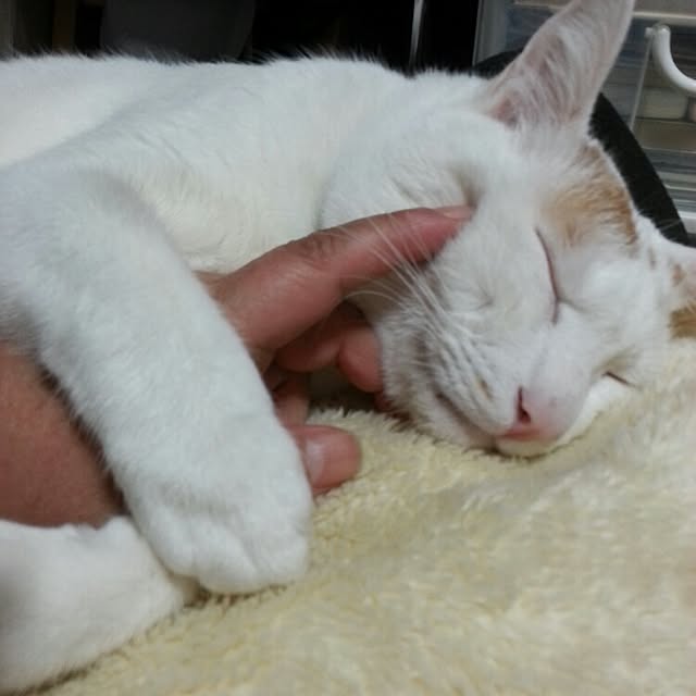 Yukikoさんの実例写真