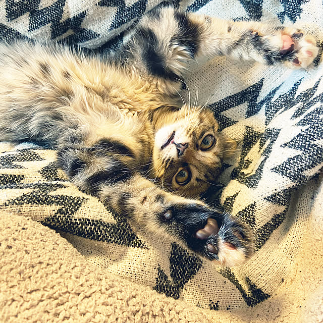gachaさんの実例写真