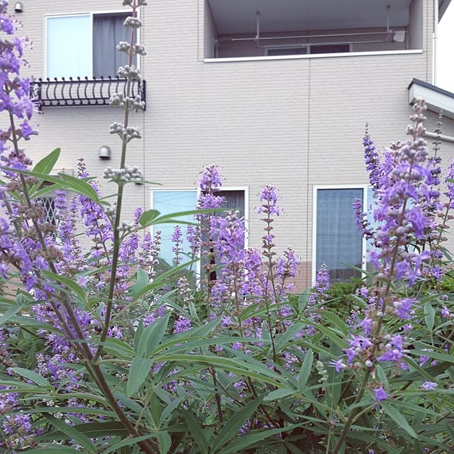 kinochikaさんの実例写真