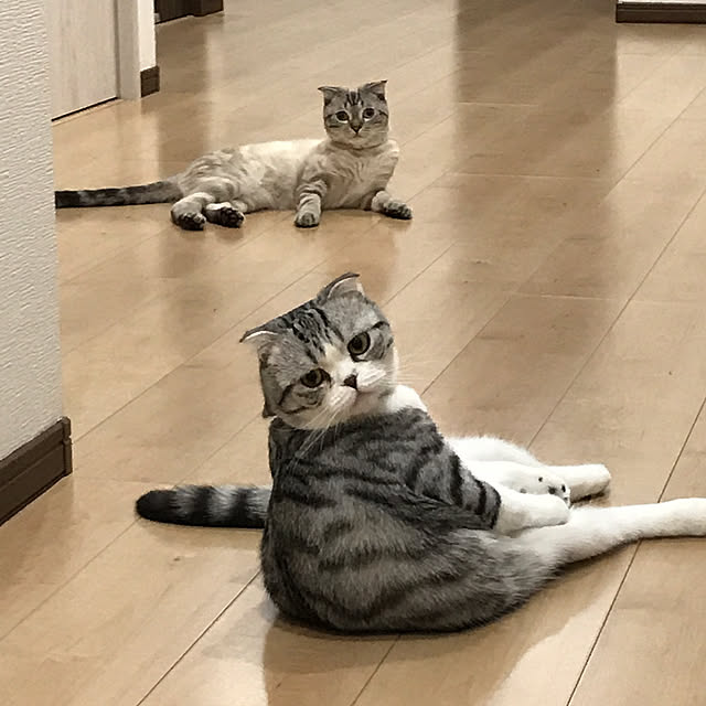 Dahliaさんの実例写真