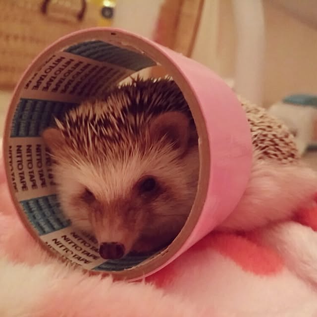kuruさんの実例写真