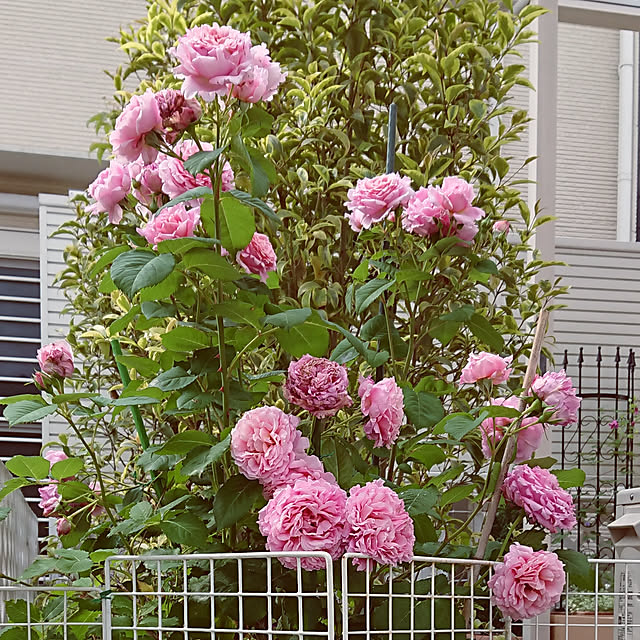 Bienvenueさんの実例写真