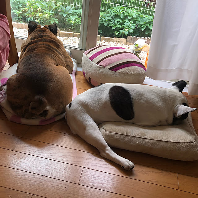 chi_gogaさんの実例写真