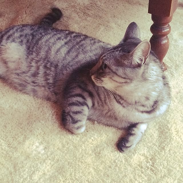 makoron_1107さんの実例写真