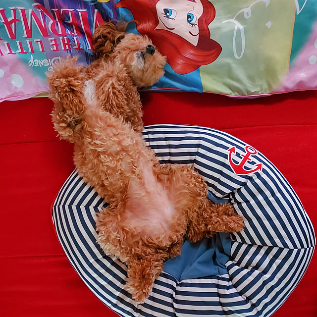 cherrycherryさんの実例写真