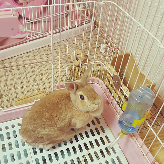 rviさんの実例写真