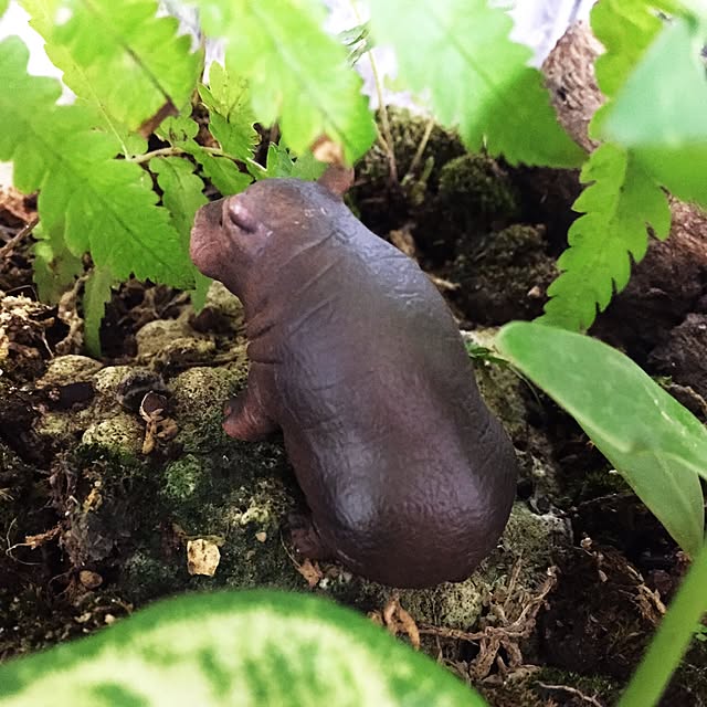 chicoKAJIさんの実例写真