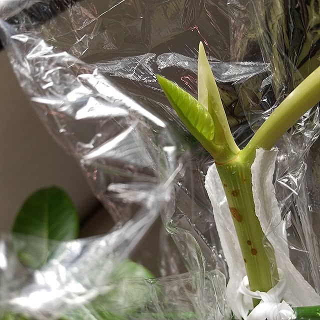 meiさんの実例写真