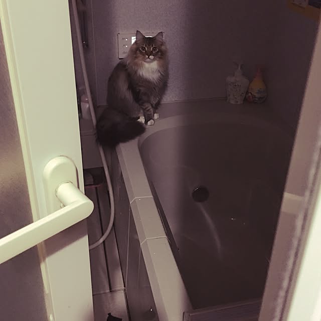 CATさんの実例写真