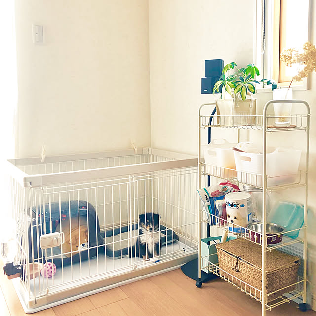 Kisaさんの実例写真