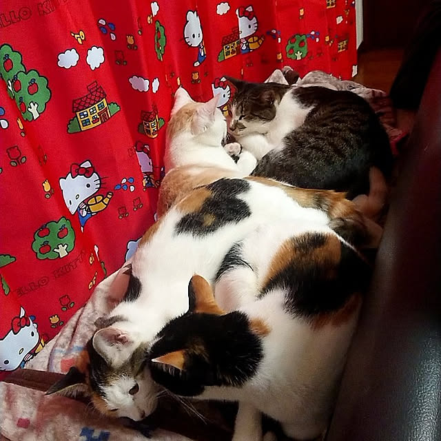 実例写真