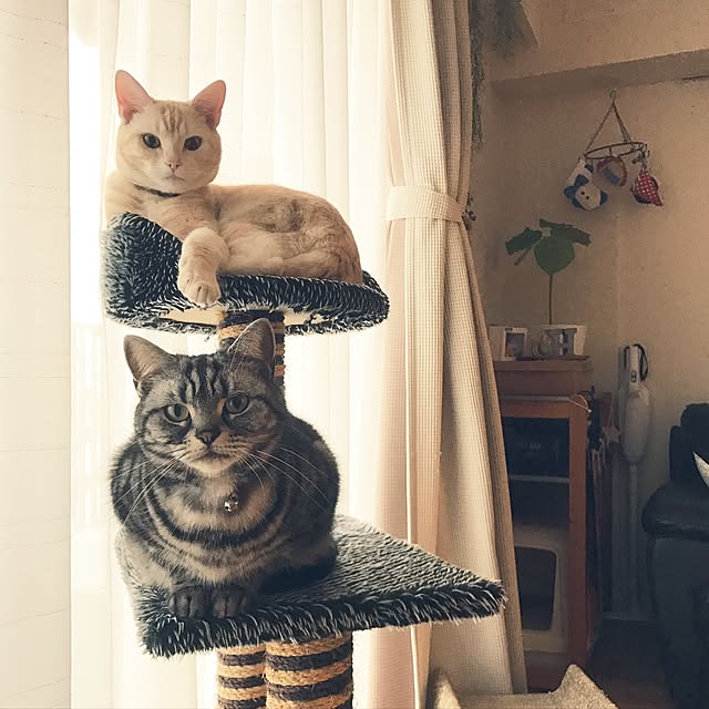 hiyupan88さんの実例写真