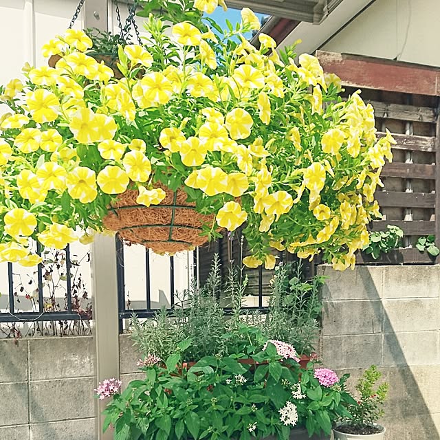punknさんの実例写真