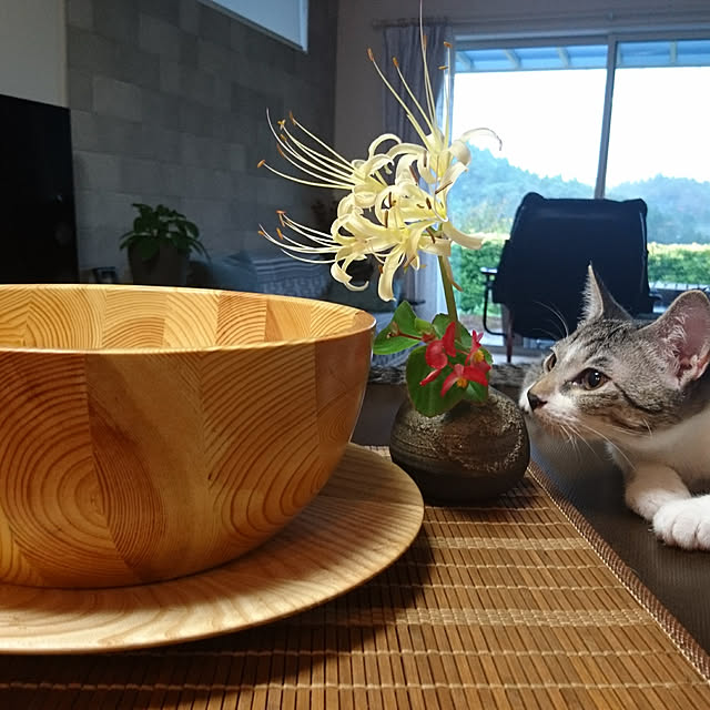 38catさんの実例写真