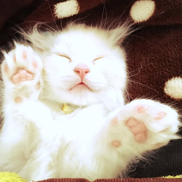 luna.comさんの実例写真