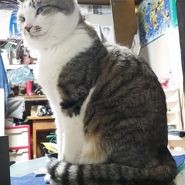 SYOUGUNさんの実例写真