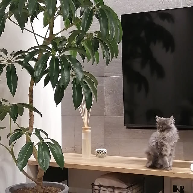 asukaさんの実例写真