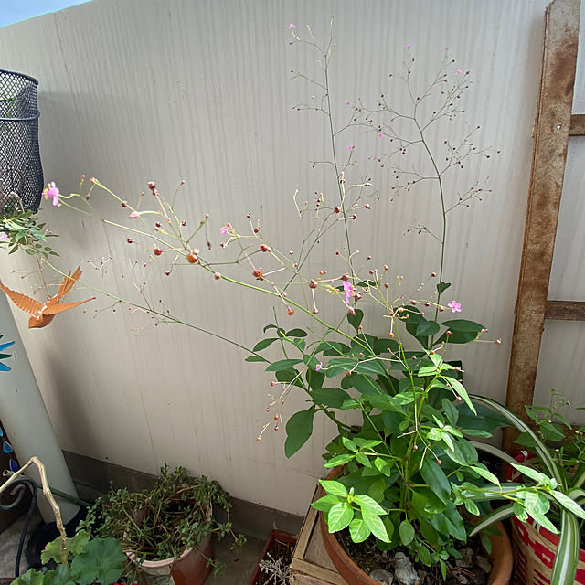 mamiさんの部屋