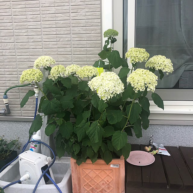 zhaotingtingさんの実例写真