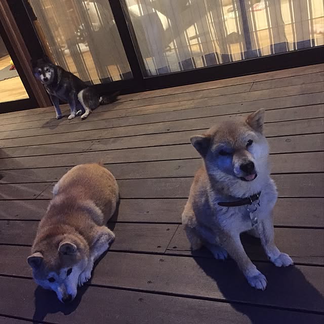 Chuppeetaさんの実例写真