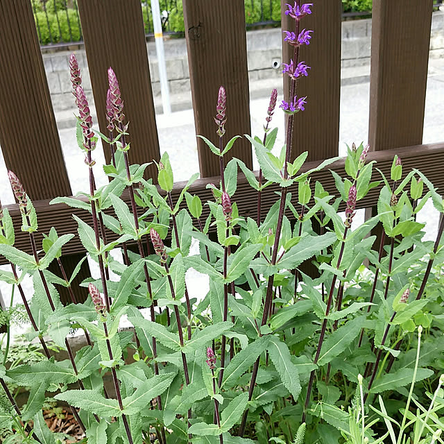 VIORAさんの実例写真