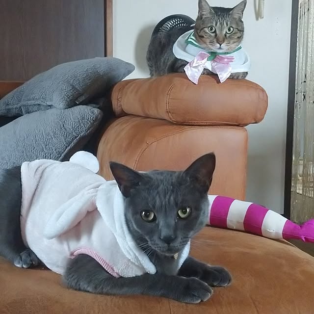 実例写真