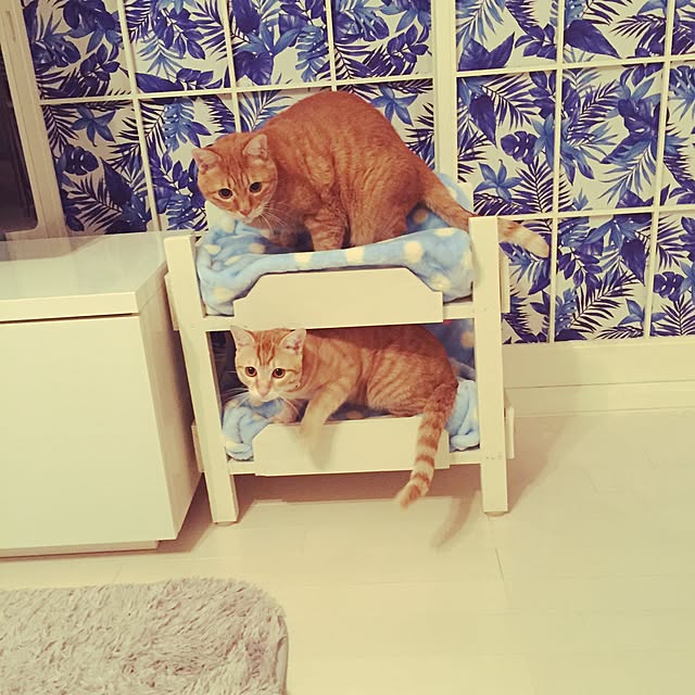 ykariさんの実例写真