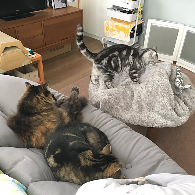 mikomaruさんの実例写真