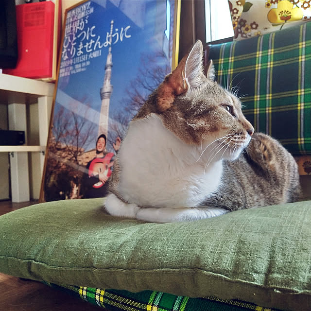 curekinokoさんの実例写真