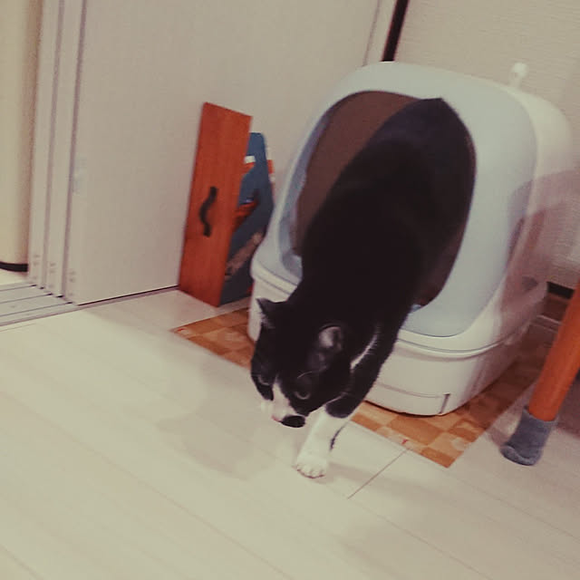 chatnoirさんの実例写真