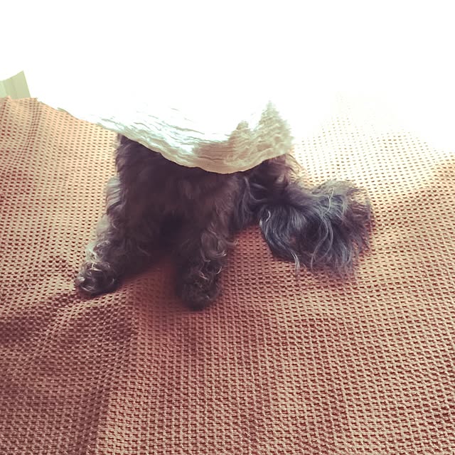 nonpiiiさんの実例写真
