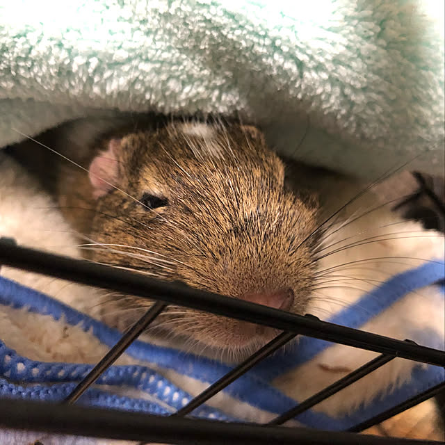 chirorinさんの実例写真