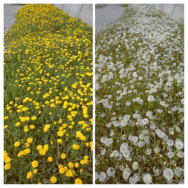 ree.yoshi-1001さんの実例写真