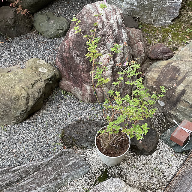 shin0719さんの実例写真
