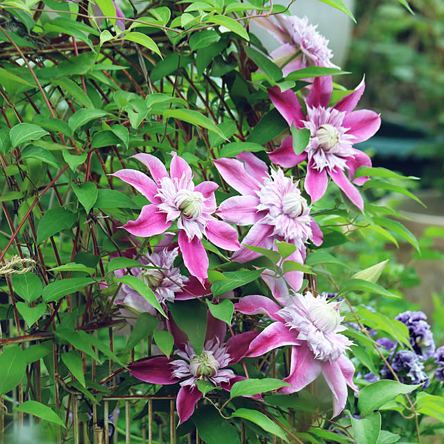 rokokoさんの実例写真