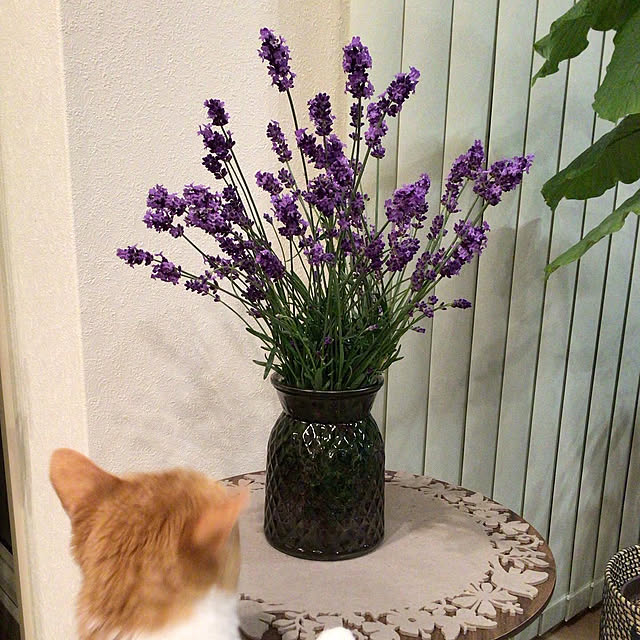 houenさんの部屋