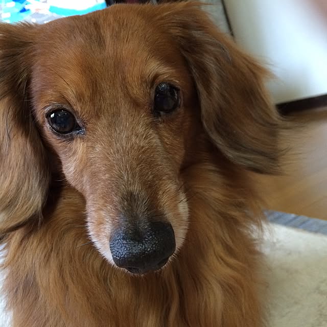 belleさんの実例写真
