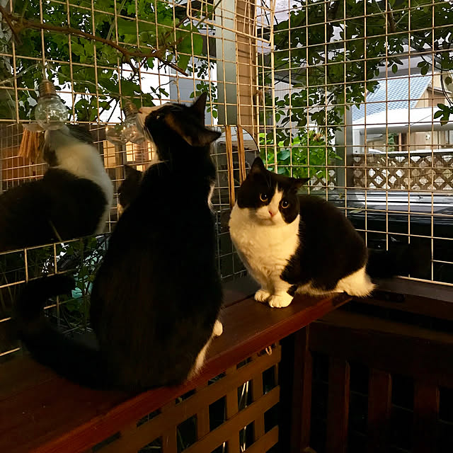 butachanさんの実例写真