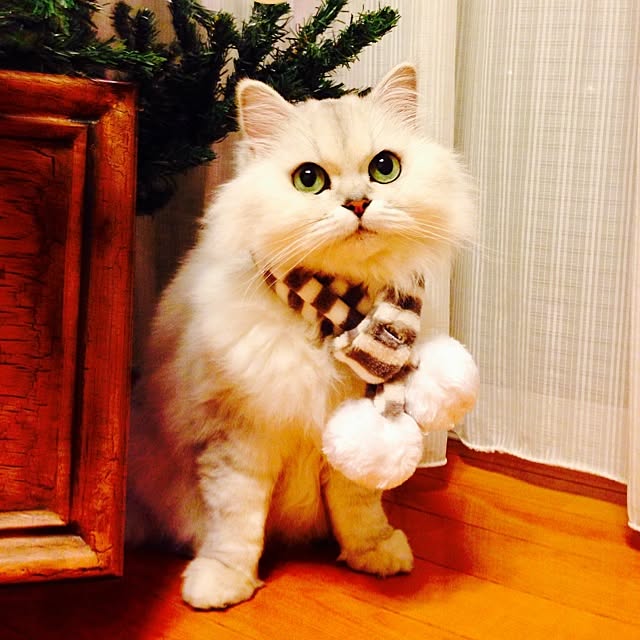 sakuさんの実例写真