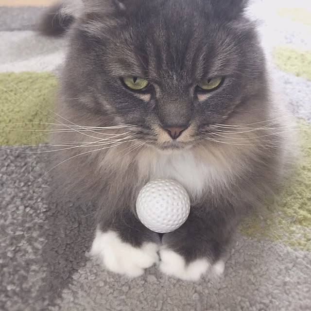 mii-tanさんの実例写真