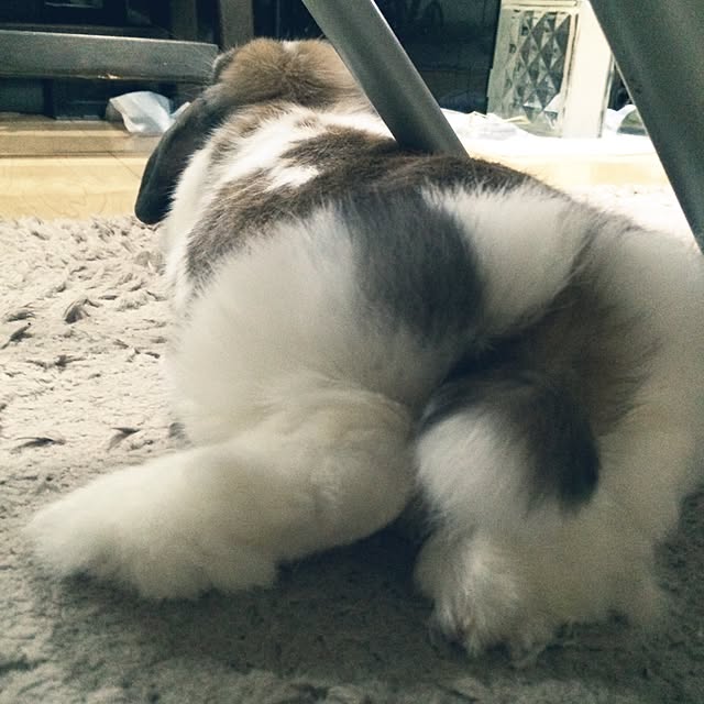 blurさんの実例写真