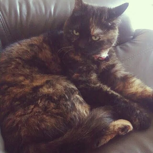 mossさんの実例写真
