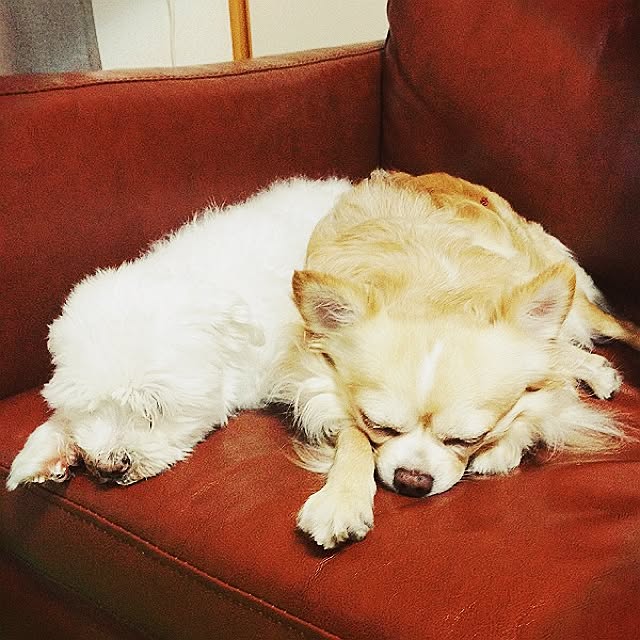 syugeibuさんの実例写真
