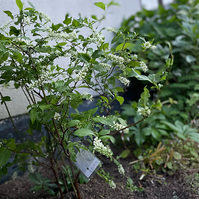 buchiさんの実例写真