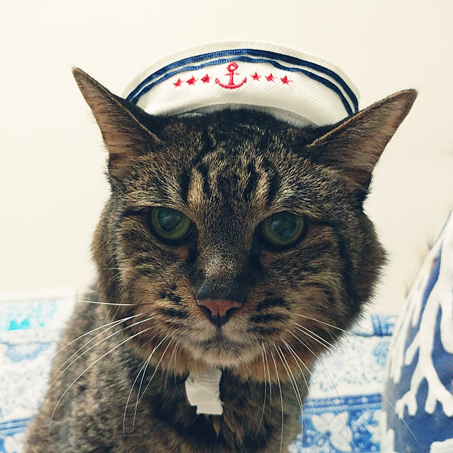 kittenblueさんの実例写真