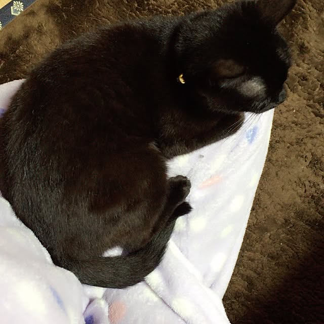 OmamekOさんの実例写真